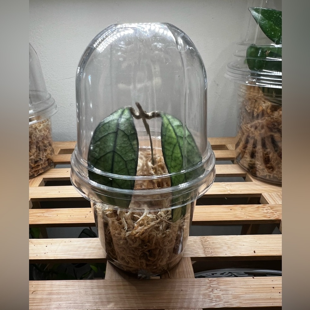 Hoya Crassipetiolata